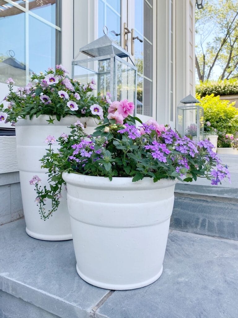 purple flowers in white containers